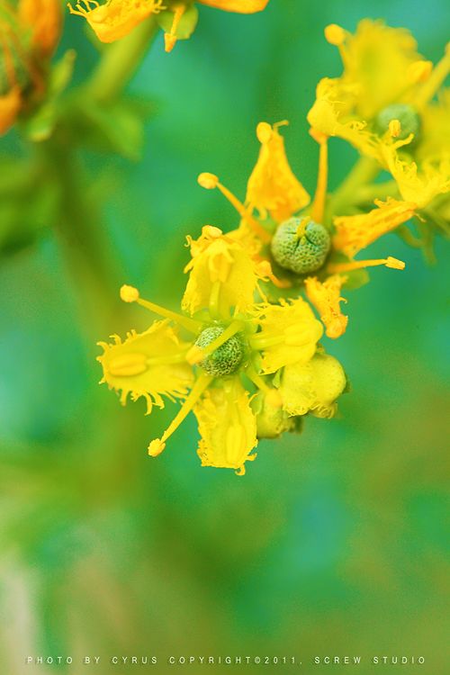 《百花集》（二百三十五）