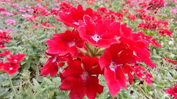 國慶節來龍潭公園賞花 國慶節來龍潭公園賞花