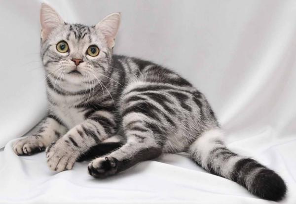 引起美短貓“淚痕”的原因，現在全告訴你