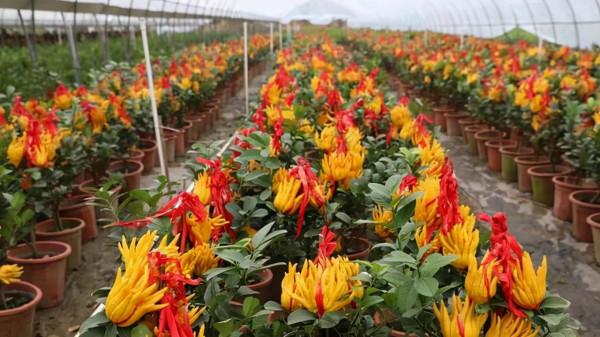 秋冬季節,客廳養花別隨便,選擇這8種盆栽,大幅度提升裝飾效果 秋冬季節,客廳養花別隨便,選擇這8種盆栽,大幅度提升裝飾效果