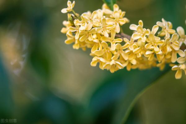 秋天的“花園新三寶”，有了它們，秋色滿園不是夢