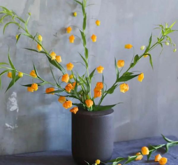 實用分享丨30款年宵花鑑賞，觀花的、賞果的都有…你最喜歡哪個？