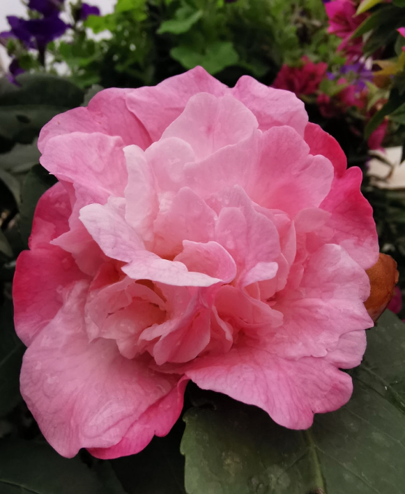 國有國花，市有市花，關於市花，你聽過幾個？