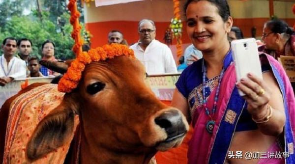 印度男子拋妻棄子，寧願和牛生活在一起，他的生活會幸福嗎？