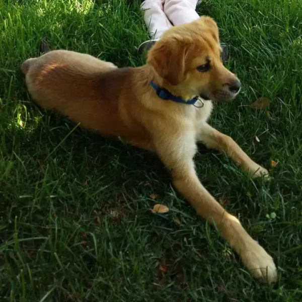 在樹林裡撿到一隻潦草小串串,幾個月後,長成了盛世美顏 在樹林裡撿到一隻潦草小串串,幾個月後,長成了盛世美顏