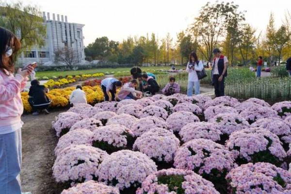 200種菊花盛開迷人眼 農林大學成網紅打卡地