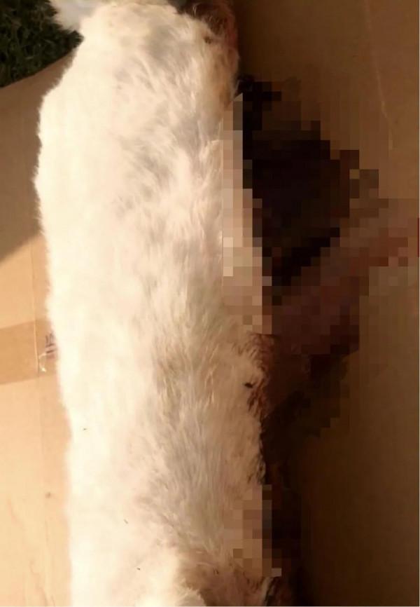 復旦師生餵了8年的流浪貓,在領養前夜被虐殺了 復旦師生餵了8年的流浪貓,在領養前夜被虐殺了