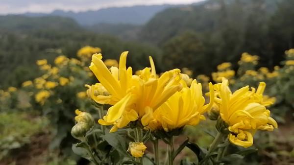 賞菊、野炊、烤肉、烤土豆、自駕遊,嘻嘻哈哈快樂出行 賞菊、野炊、烤肉、烤土豆、自駕遊,嘻嘻哈哈快樂出行