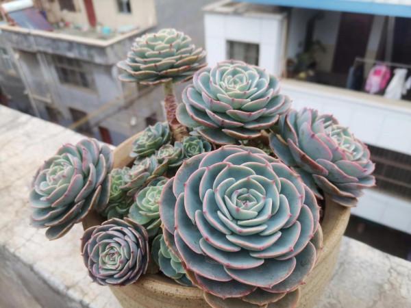 雞肋一樣的多肉