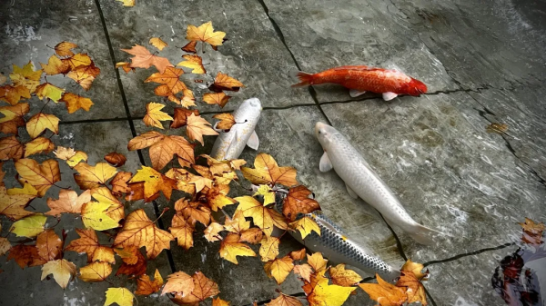 一覺醒來,我魚呢? 一覺醒來,我魚呢?