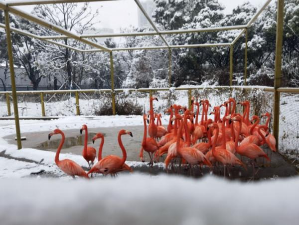 如果賞雪有段位，火烈鳥在青銅，那麼孔雀就是王者