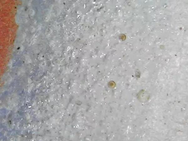 成化鬥彩，真的很難懂嗎？