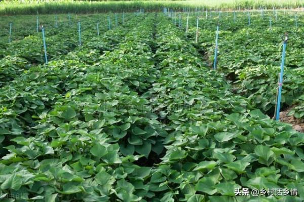 馬鈴薯和紅薯增產的新方法，個頭大口感面，產量高還不空心
