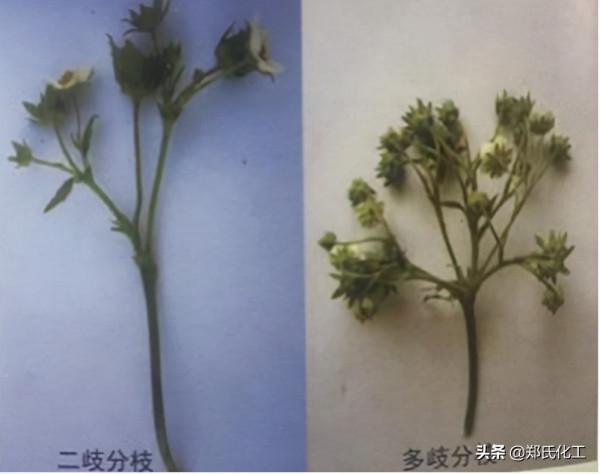 草莓花期種植管理技術
