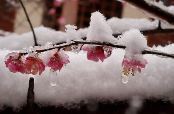 瑞雪兆豐年 願雪降疫散