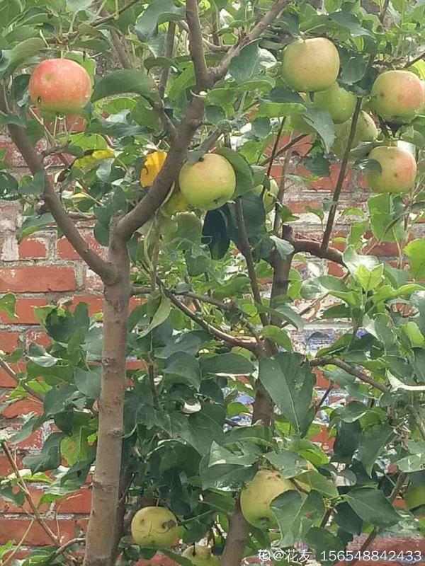 蘋果VS梨,兩大最常見水果,哪個種植更簡單? 蘋果VS梨,兩大最常見水果,哪個種植更簡單?