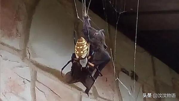 神奇的大自然,神奇的生物 神奇的大自然,神奇的生物