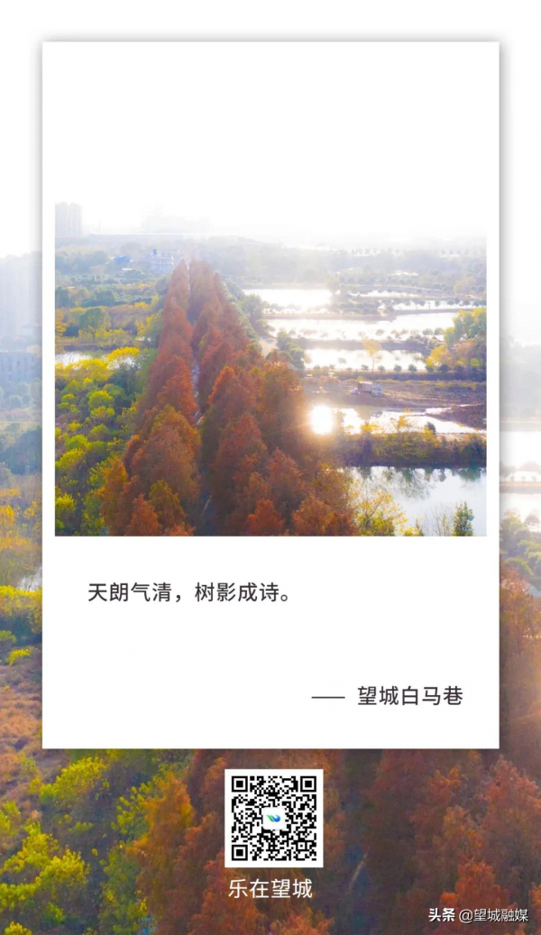 冬日紅杉！望城這條路自帶電影氛圍感→