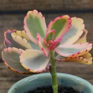 景天科、伽藍菜屬常見多肉植物有哪些？