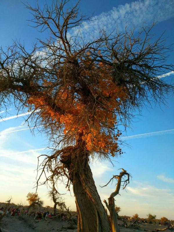 悲涼景觀：怪樹林