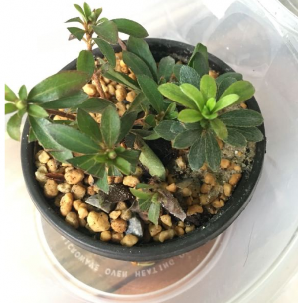 6種花，二月底快扦插，十幾天就生根