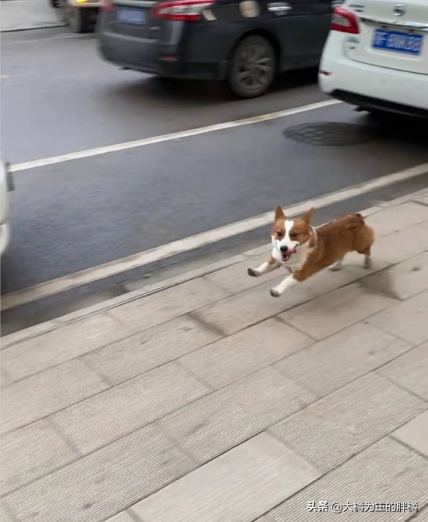 流浪柯基一路跟隨女孩回家，卻被拒之門外，它咋就不多等一會呢？