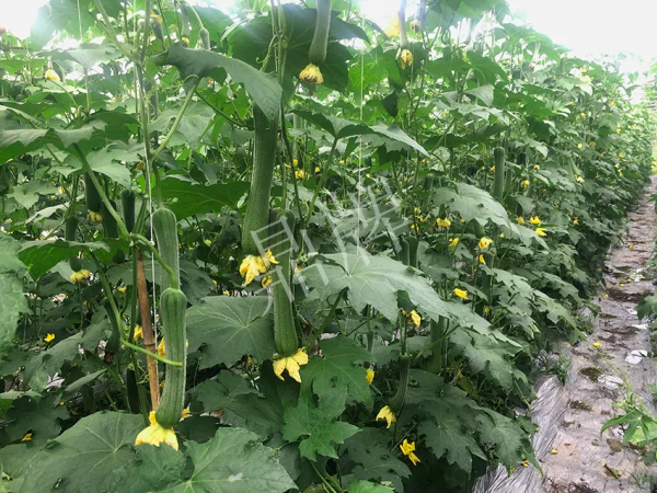 這個絲瓜怎麼種都優秀！賣價和產量都很高