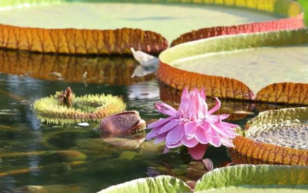 分享圖片，猶如曇花一現的王蓮開花，各種顏色，各種姿態大全