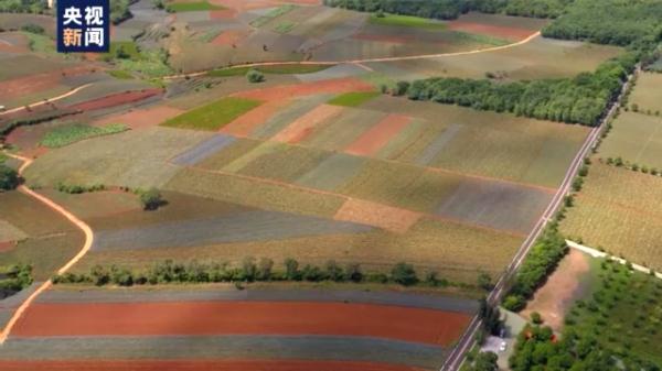 愛吃菠蘿的你不要錯過！打卡中國大陸最南端：“大陸之角”有片“菠蘿的海”