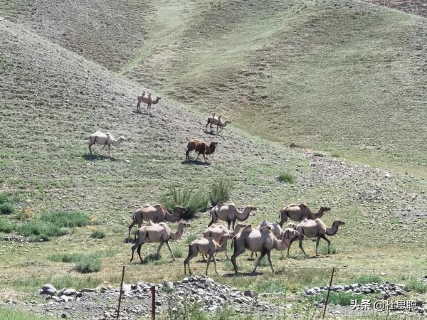 漢EV自駕新疆，漢和全疆第一提的唐DMi比純電能耗，完全不落下風