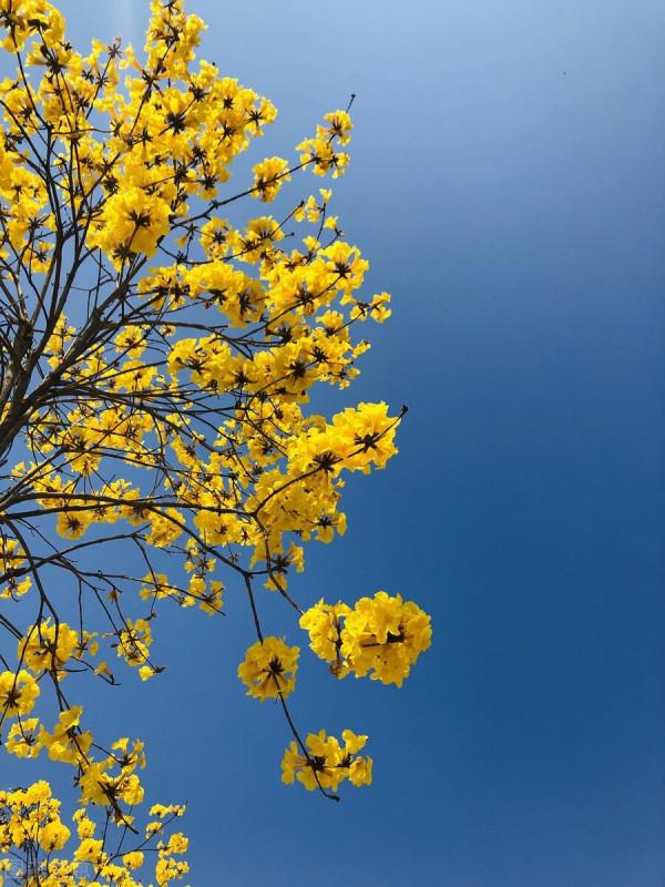 又到了每年風鈴木開花的時候
