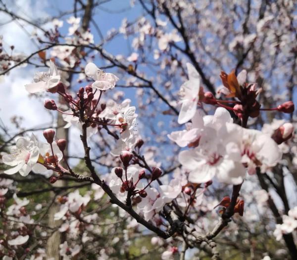 風和日麗，花花世界最是動人（原創）