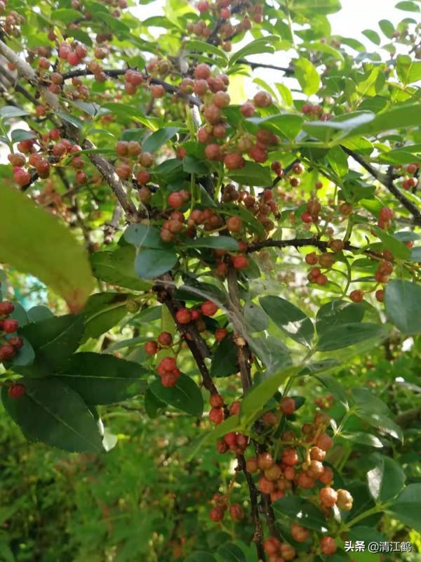 花椒在什麼時候採收才會色澤鮮豔靚麗,麻香味最濃 花椒在什麼時候採收才會色澤鮮豔靚麗,麻香味最濃