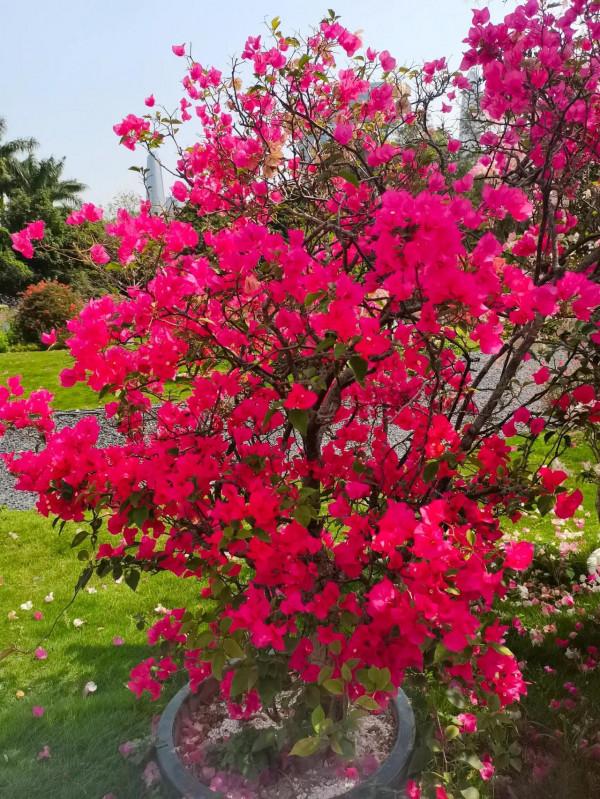 觀賞精品杜鵑 觀賞精品杜鵑