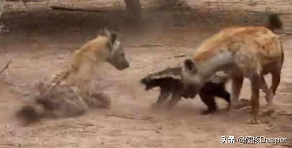 貓科動物誰最能打?在地球野區,顏值即戰鬥力 貓科動物誰最能打?在地球野區,顏值即戰鬥力