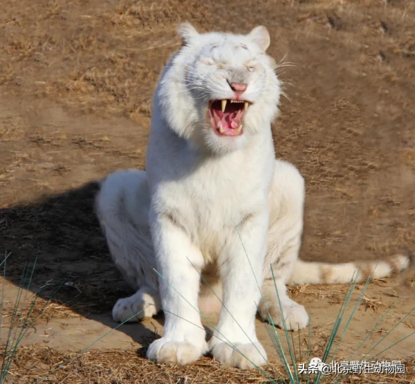 大爆料丨與萌虎來一場新年的約會 大爆料丨與萌虎來一場新年的約會
