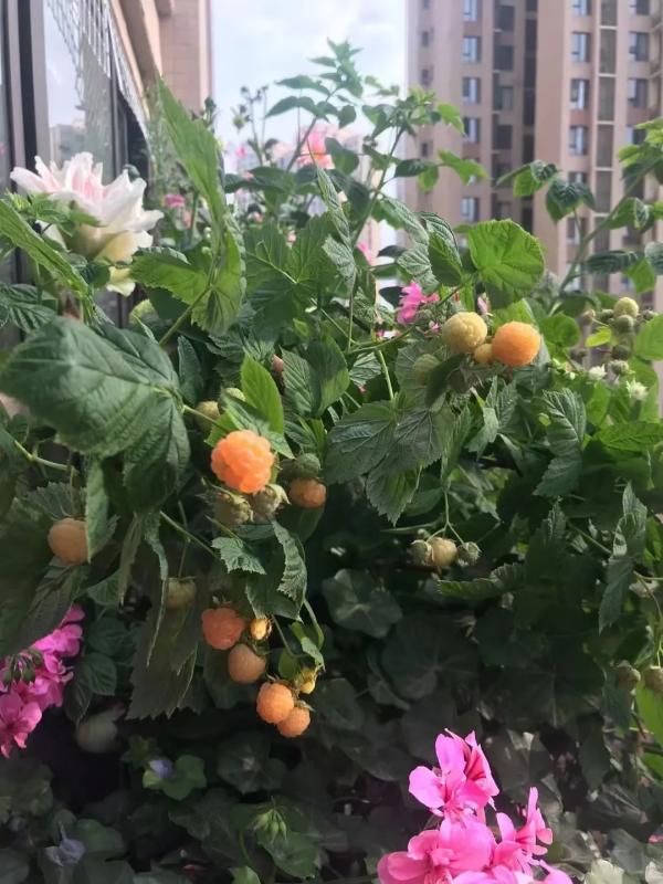 封閉陽臺也爆花!4個優秀案例,面積2.4m²-9m²,總有一個給你靈感 封閉陽臺也爆花!4個優秀案例,面積2.4m²-9m²,總有一個給你靈感