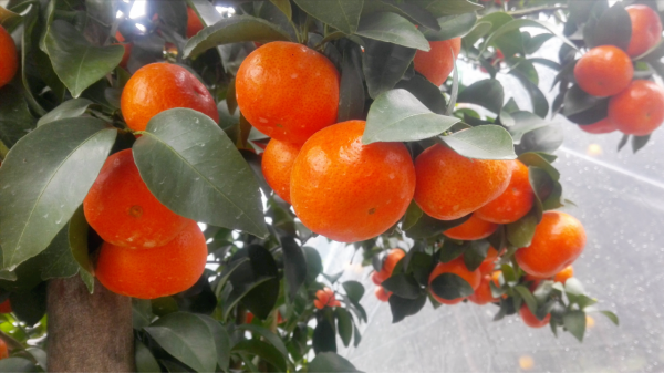 柑橘留樹保鮮賣高價?品種要求、準備工作,你都知道嗎?馬虎不得 柑橘留樹保鮮賣高價?品種要求、準備工作,你都知道嗎?馬虎不得