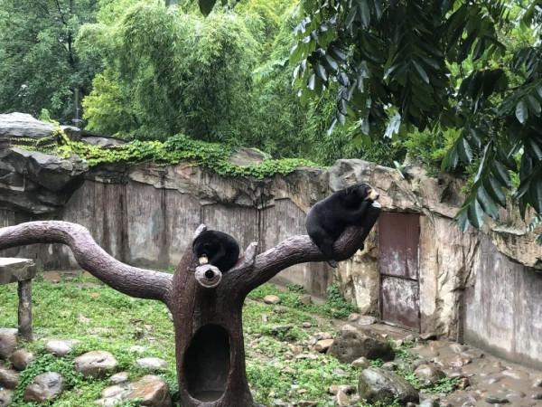 【探索】誰家的“毛絨玩具”掛樹上了?其實動物們都是這樣睡覺的→ 【探索】誰家的“毛絨玩具”掛樹上了?其實動物們都是這樣睡覺的→