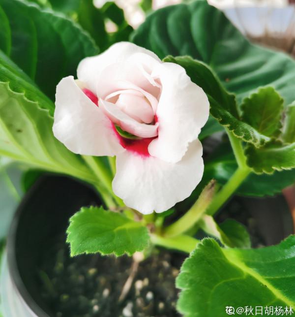 7種植物,葉片一噴水就完蛋,爛葉黑腐真讓人頭大 7種植物,葉片一噴水就完蛋,爛葉黑腐真讓人頭大