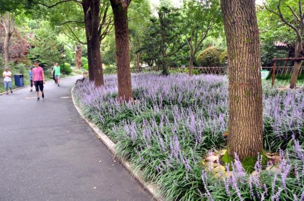 “咔咔咔”，虹口近期都被拍照聲包圍~這些地方超美