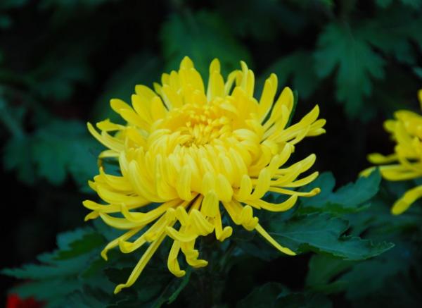 能“泡茶”的三種花，花開之後，摘點葉子就能喝！很實用