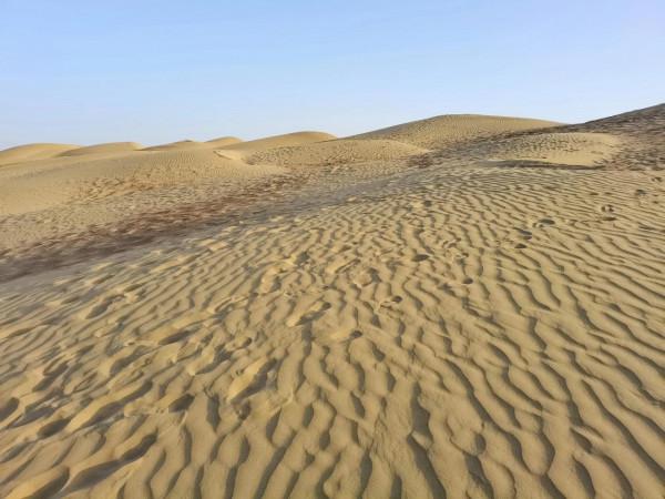 沙漠生命之魂 ～ 胡楊林