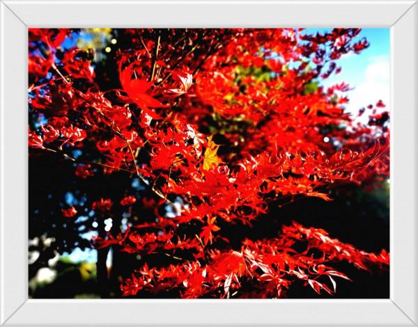 打油“詩”：《生命》