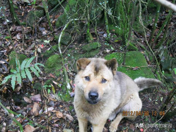 狼山漫筆之看新《貓狗大戰》，又想起了笨皇