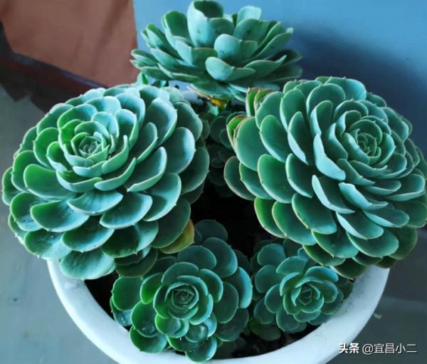 幾種非常好看的多肉植物，你值得養上一盆！你心目中多肉是那一款