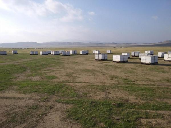 新品種蜜蜂為全球對抗瓦羅蟎寄生蟲帶來重大進展