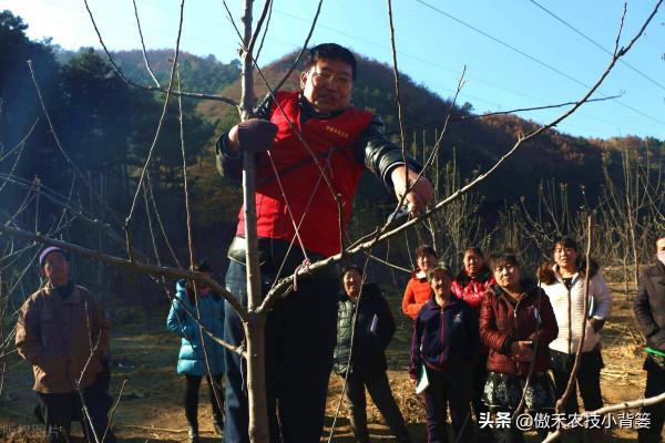 果樹到底需要早冬剪還是晚冬剪？建議果農注意這幾點