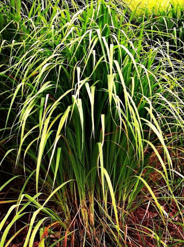 九類過敏性鼻炎治療藥物梳理(兒童篇) 九類過敏性鼻炎治療藥物梳理(兒童篇)