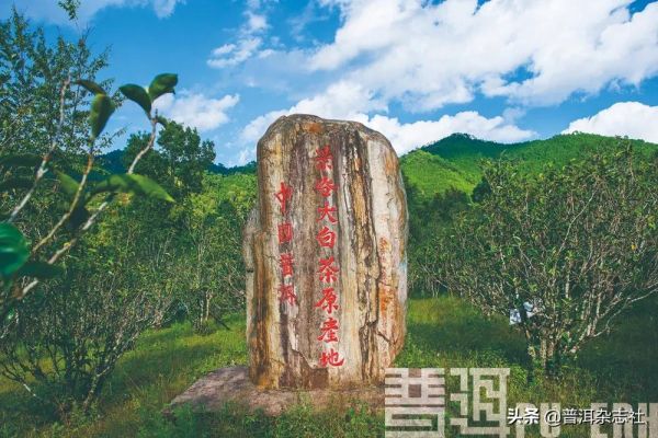 七彩的雲南,有一抹“白”丨聊聊兩種雲南白茶 七彩的雲南,有一抹“白”丨聊聊兩種雲南白茶